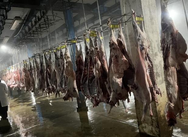 زاکانی: چرا قیمت گوشت 800 هزار تومان است؟