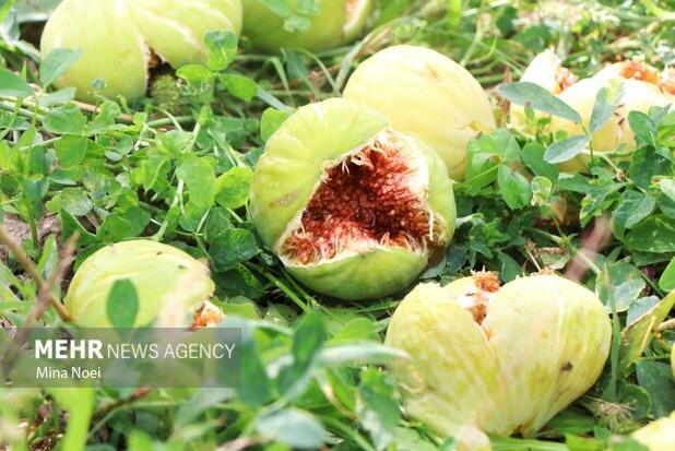 پیش‌بینی برداشت ۴۰۰ تن انجیر در استان ایلام
