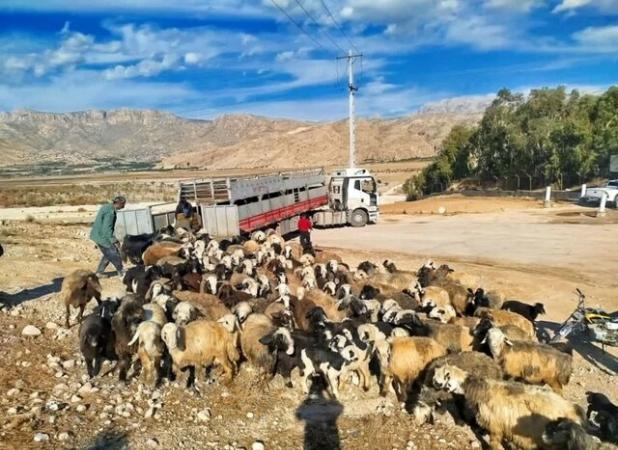 ورود قاطع دادستان کازرون به موضوع دام غیر مجاز در تالاب پریشان
