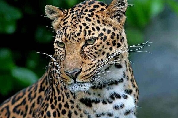 لحظه‌ای از زندگی پلنگ ایرانی در پارک ملی بمو شیراز