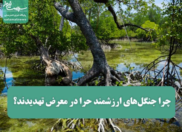 چرا جنگل‌های ارزشمند حرا در معرض تهدیدند؟