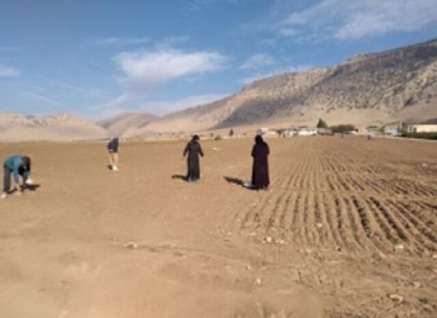 افزایش ۱۰ تا ۹۰ درصدی عملکرد گندم دیم با اجرای خشکه‌کار