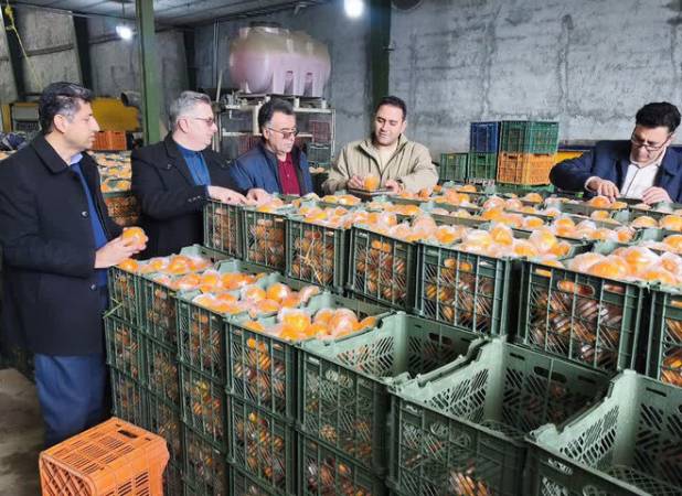 حسامی: ۴۰۰ تن میوه شب عید در آذربایجان غربی ذخیره سازی شد