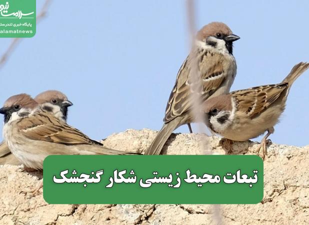 تبعات محیط زیستی شکار گنجشک