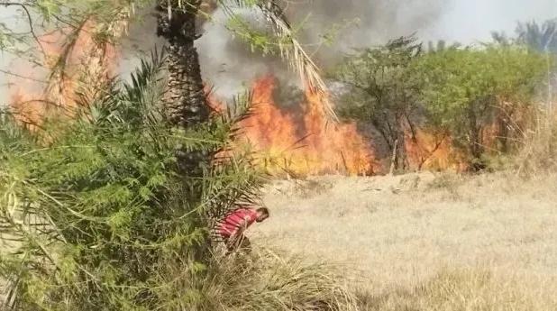 نخلستان‌های نیمی از آبادان در آتش سوختند