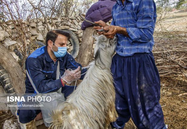 زنجان در خط مقدم مقابله با تب برفکی / آغاز واکسیناسیون گسترده علیه سویه جدید