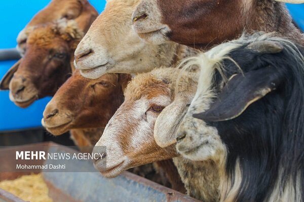 ۴۱ رأس دام زنده قاچاق در بندرلنگه کشف شد