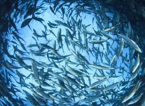 خوزستان سومین تولیدکننده شیلات کشور است