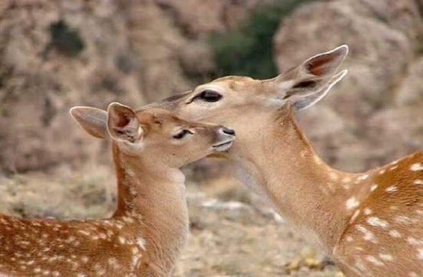جمعیت در سایت رشکان به ۱۸ رأس رسید