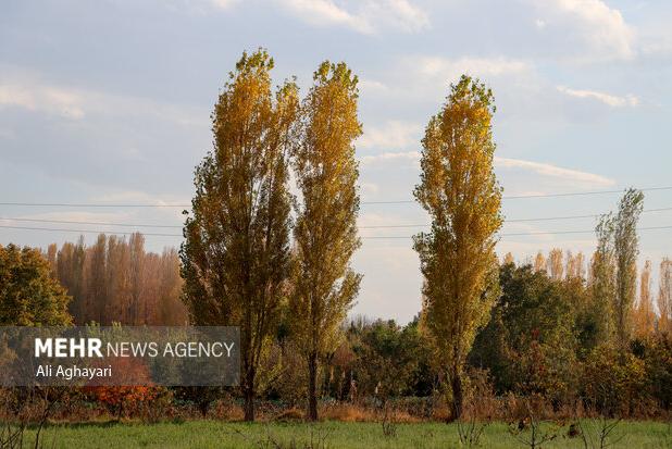 پای سودجویان روی مجرای تنفسی مردم یزد / چه کسی منجی باغ ها می‌شود؟