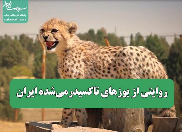 روایتی از یوزهای تاکسیدرمی‌شده ایران