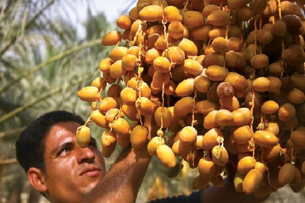 آغاز برداشت رطب نوبرانه آلمهتری از نخلستان های میناب
