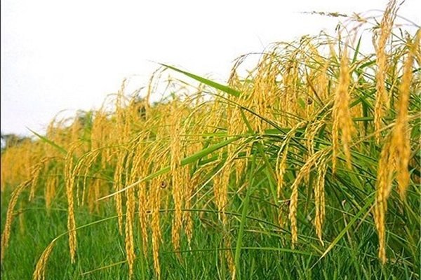 برداشت بیش از ۴۹ هزار تُن راتون از شالیزارهای گیلان
