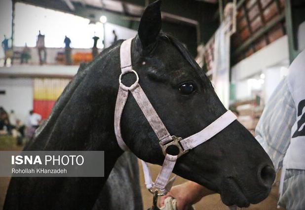 جشنواره ملی زیبایی اسب کاسپین در گیلان برگزار می شود
