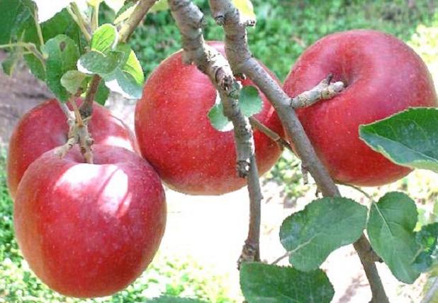 ثبت جشنواره سیب بروجرد در تقویم رویدادهای گردشگری کشور