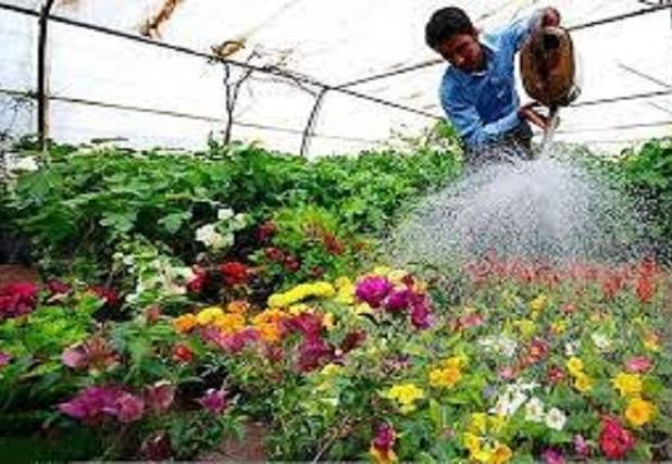 تولید بیش از ۱۲ میلیون انواع گل؛ گامی  در جهت خودکفایی و توسعه منابع درآمدی شهرداری بجنورد