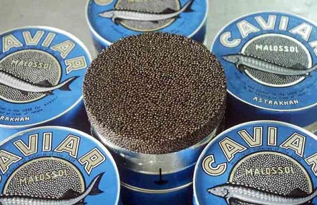 صادرات ۳.۵ تن خاویار در نیمه اول ۱۴۰۴؛ بیشترین متقاضی در کشورهای عربی