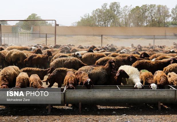 عضو کمیسیون کشاورزی مجلس: تب برفکی عامل قتل عام گسترده دام‌ها در برخی استان‌ها شد