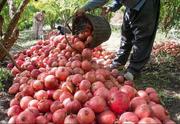 تولید سالانه ۷۵ هزار تن انار در لرستان