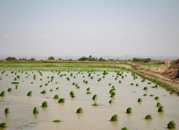 آغاز فصل کشت شالیزارها در روستای جلین با امید به برداشت محصولی پربار