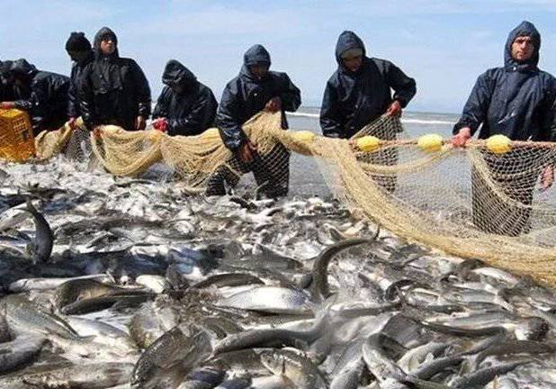 صیادان مازندرانی ۱۰۰۰ تُن ماهی صید کردند