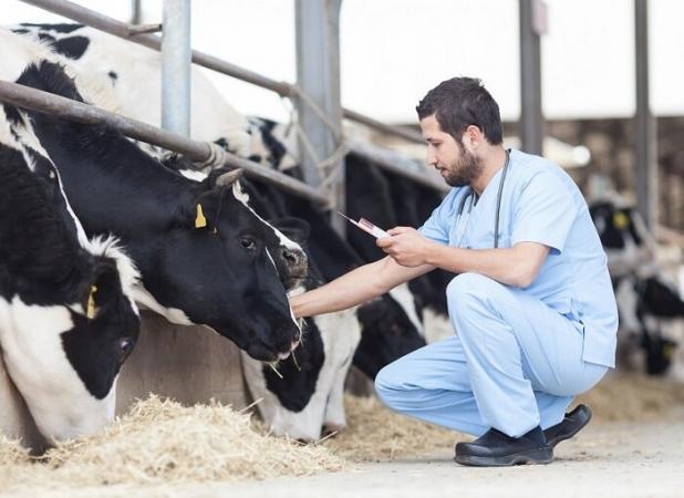 ۳ میلیون راس دام مرکزی علیه بیماری‌های مختلف ایمن شدند