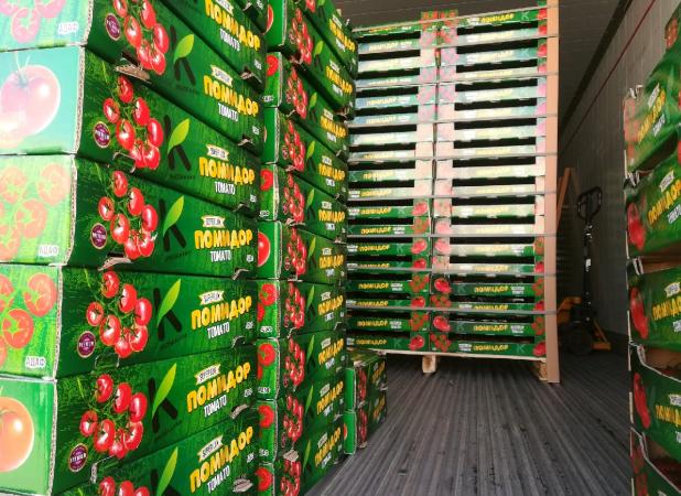 صادارت گوجه فرنگی حاصل از کشت گلخانه‌ای دررود به کشور روسیه