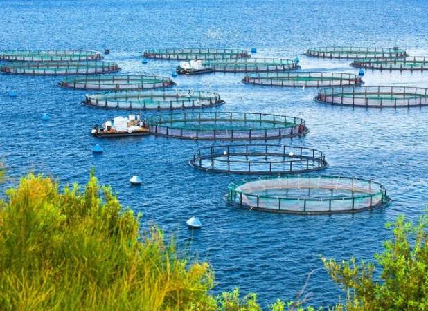 برنامه تولید ۱/۸میلیون تن آبزیان؛ پژوهش‌های کاربردی حمایت می‌شود