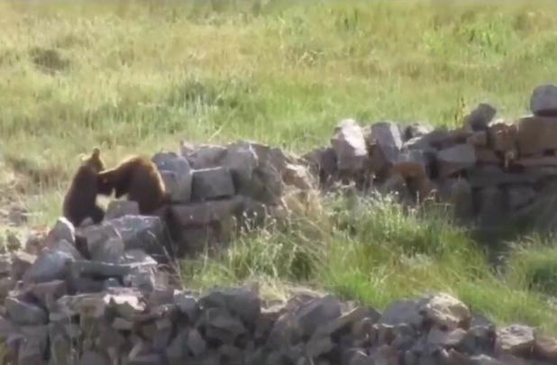 تصاویری از خرس قهوه‌ای و سه توله‌اش در ارومیه