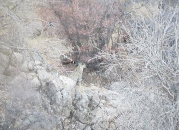 شکوهی: پلنگ ایرانی در پناهگاه حیات‌وحش «کم‌کی» بهاباد حضور پایدار دارد