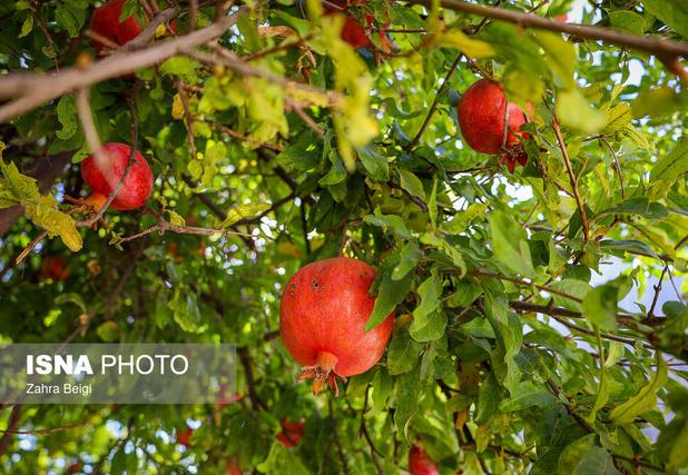 وقتی اصلاح الگوی کشت به کمک انار خراسان جنوبی می‌آید
