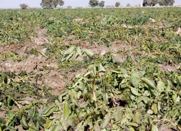 ۳۷ گروه ارزیاب در حال بررسی خسارت‌های کشاورزان در پنج شهرستان هرمزگان