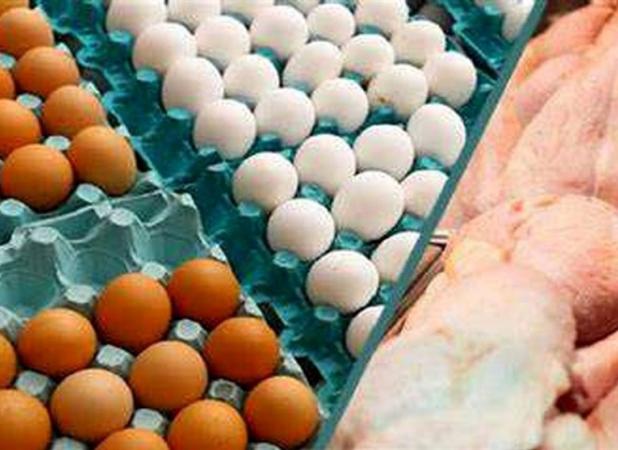 صادرات ۱۸۰ هزار تن مرغ و تخم مرغ تا پایان سال