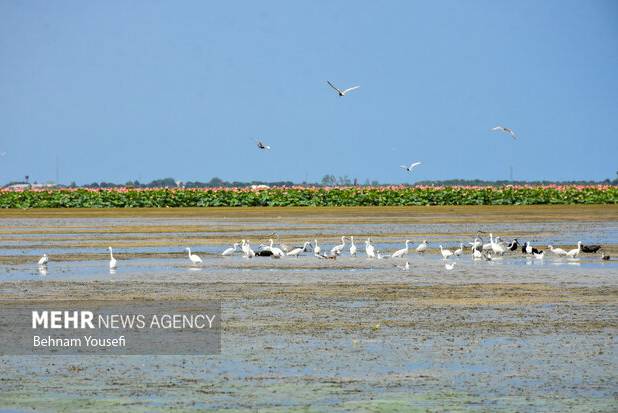 همایش بزرگداشت روز جهانی تالاب‌ها آغاز شد