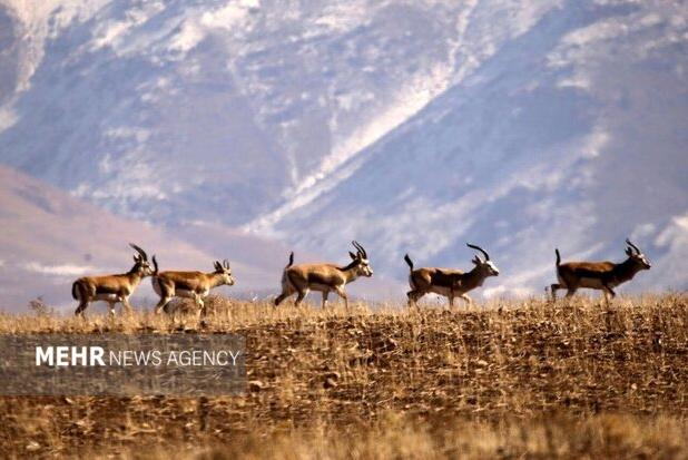 حسن رباط؛ دروازه ورود گردشگران به پارک ملی و پناهگاه حیات وحش موته
