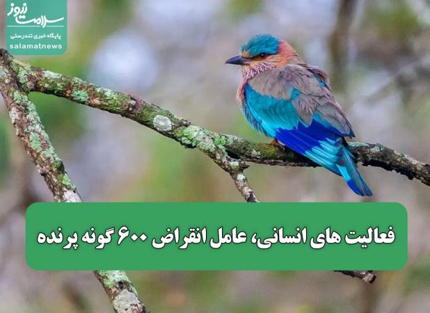 فعالیت های انسانی عامل انقراض 600 گونه پرنده