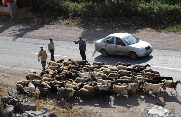 خشکسالی چالش اصلی کوچ عشایر