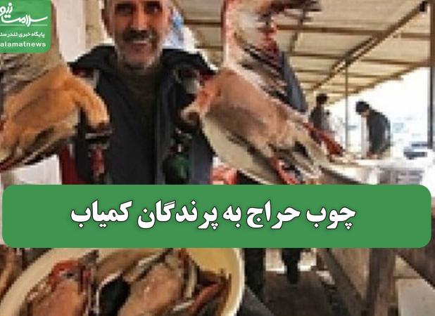 چوب حراج به پرندگان کمیاب