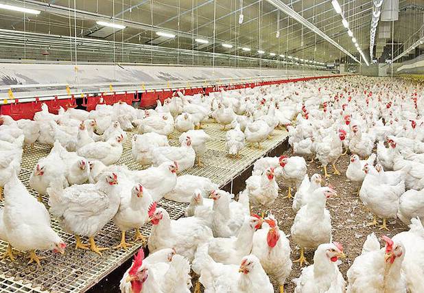 تأمین روزانه ۹۰۰ تن گوشت سفید در مازندران و رفع نگرانی‌های بازار