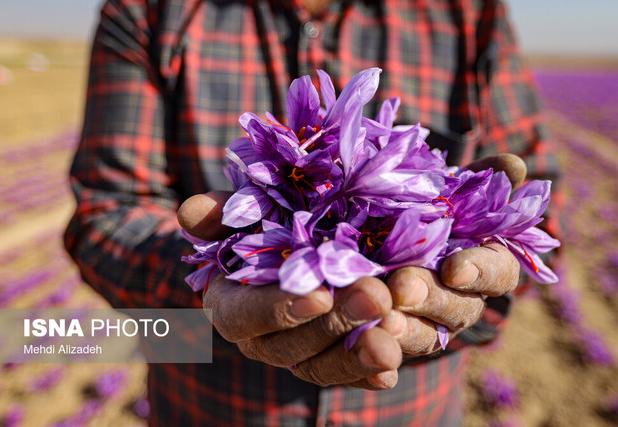 فرماندار زاوه: فرآیندهای سنتی زعفران ظرفیت تبدیل شدن به یک رویداد گردشگری را دارد