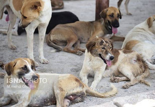 نگرش شهروندان به سگ‌های ولگرد زیر ذره‌بین پژوهشگران