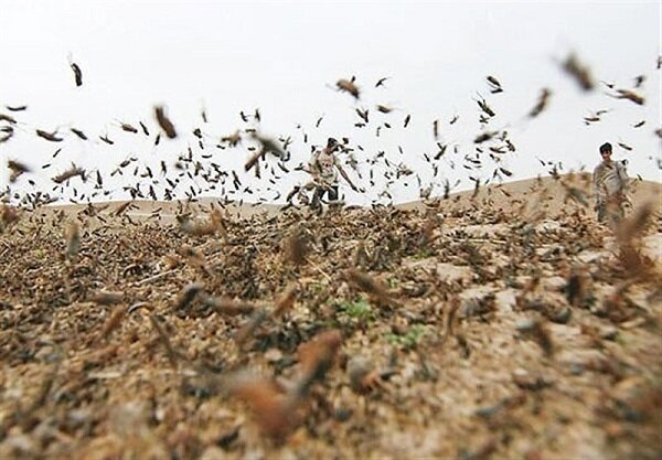 چنگال‌های کوهاندار بر گلوی مراتع خراسان جنوبی؛ ۴ شهرستان درگیر آفت ملخ