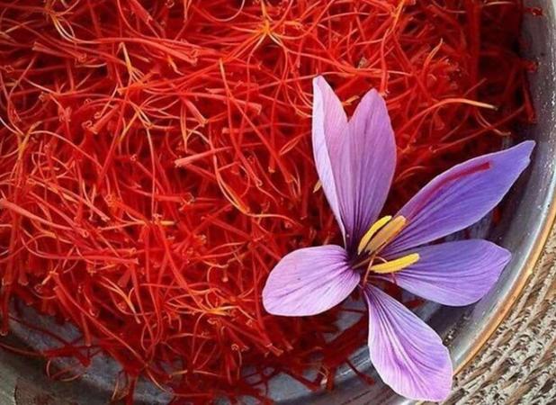 پیش‌بینی برداشت ۱.۳۳ تن زعفران از مزارع شاهرود