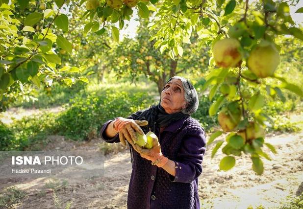 لرستان دارای ۴۲ هزار هکتار باغ مثمر است 