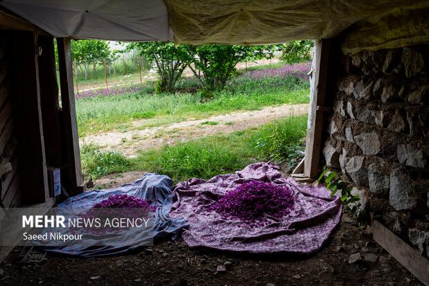 گیاه آرامش در دل کوهستان؛ گل گاوزبان طلای آبی گیلان در سایه بی‌مهری‌