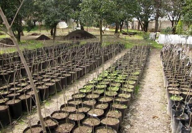 تولید انبوه نهال برای توسعه باغات سیستان و بلوچستان
