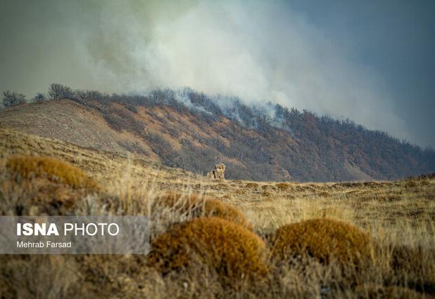 معاون محیط زیست طبیعی کردستان: بازسازی گیاهان یا پاکسازی زمین با آتش‌زدن، محیط‌زیست را تهدید می‌کند