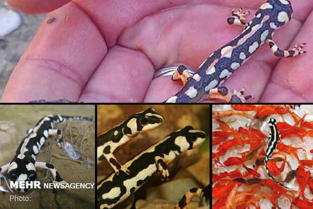 جلوگیری از قاچاق و عرضه سمندر لرستانی و سنبل آبی در عید نوروز