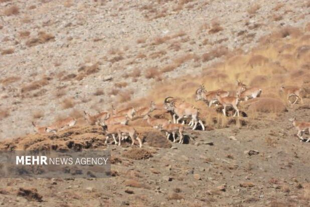 میرزاکریمی: سرشماری پاییزی حیات‌وحش در دماوند آغاز شد