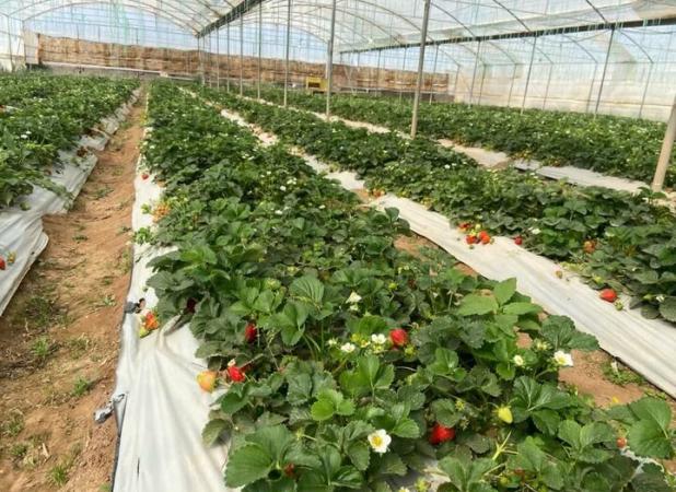 بهار سرد کام باغات توت فرنگی کردستان را تلخ کرد